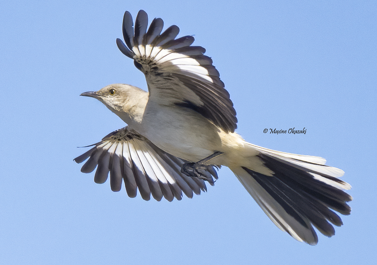 Northern mockingbird, Wake County, NC