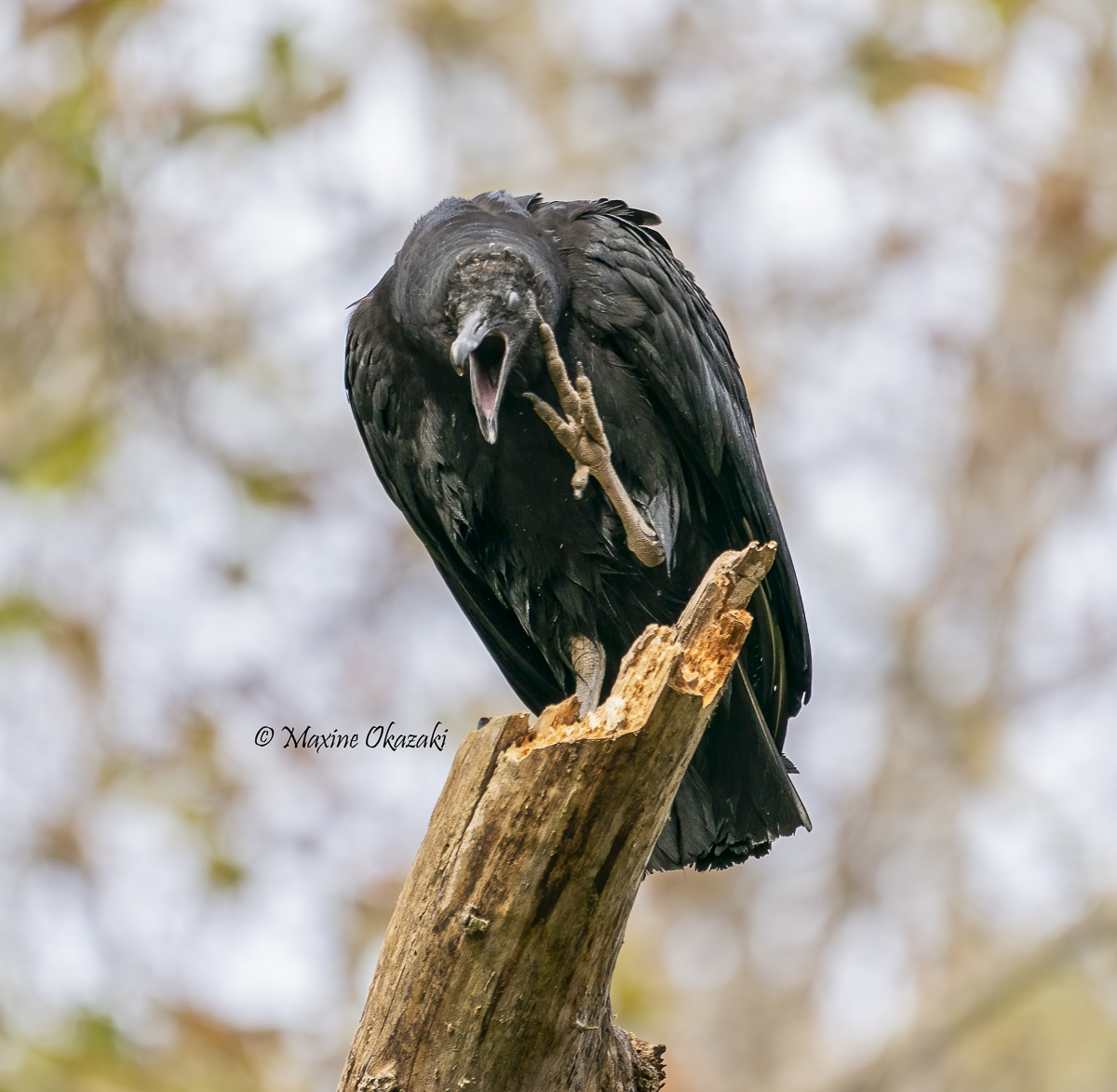 Hey guys, there's free beer over here! (Black vulture), Durham County, NC