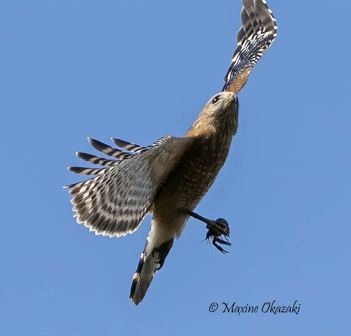 Red-shouldered hawk with crayfish, Durham County, NC