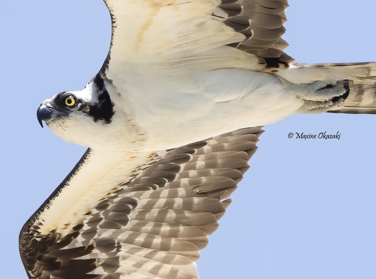 Osprey, Duck, NC