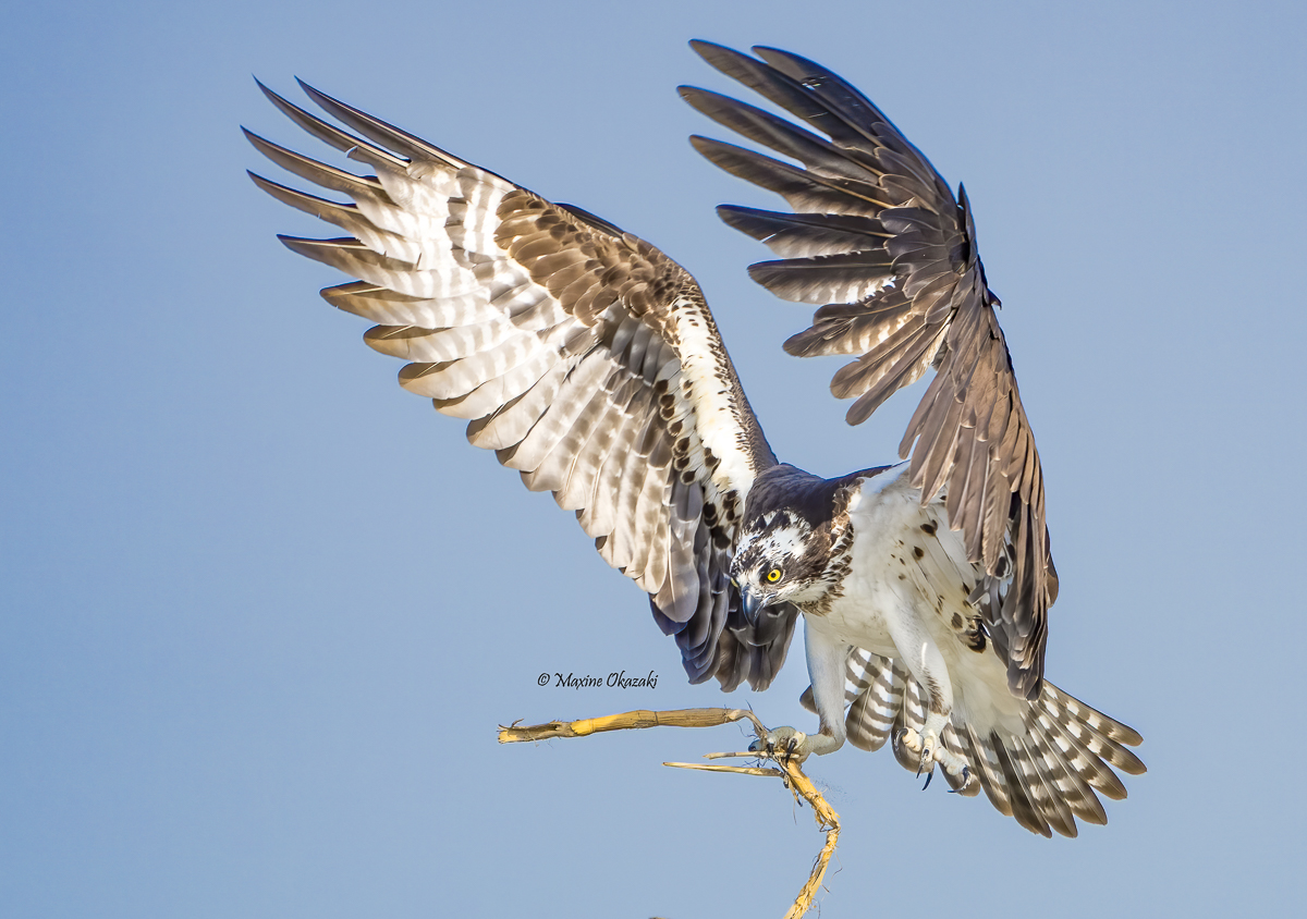 Osprey bringing twig to nest, Duck, NC