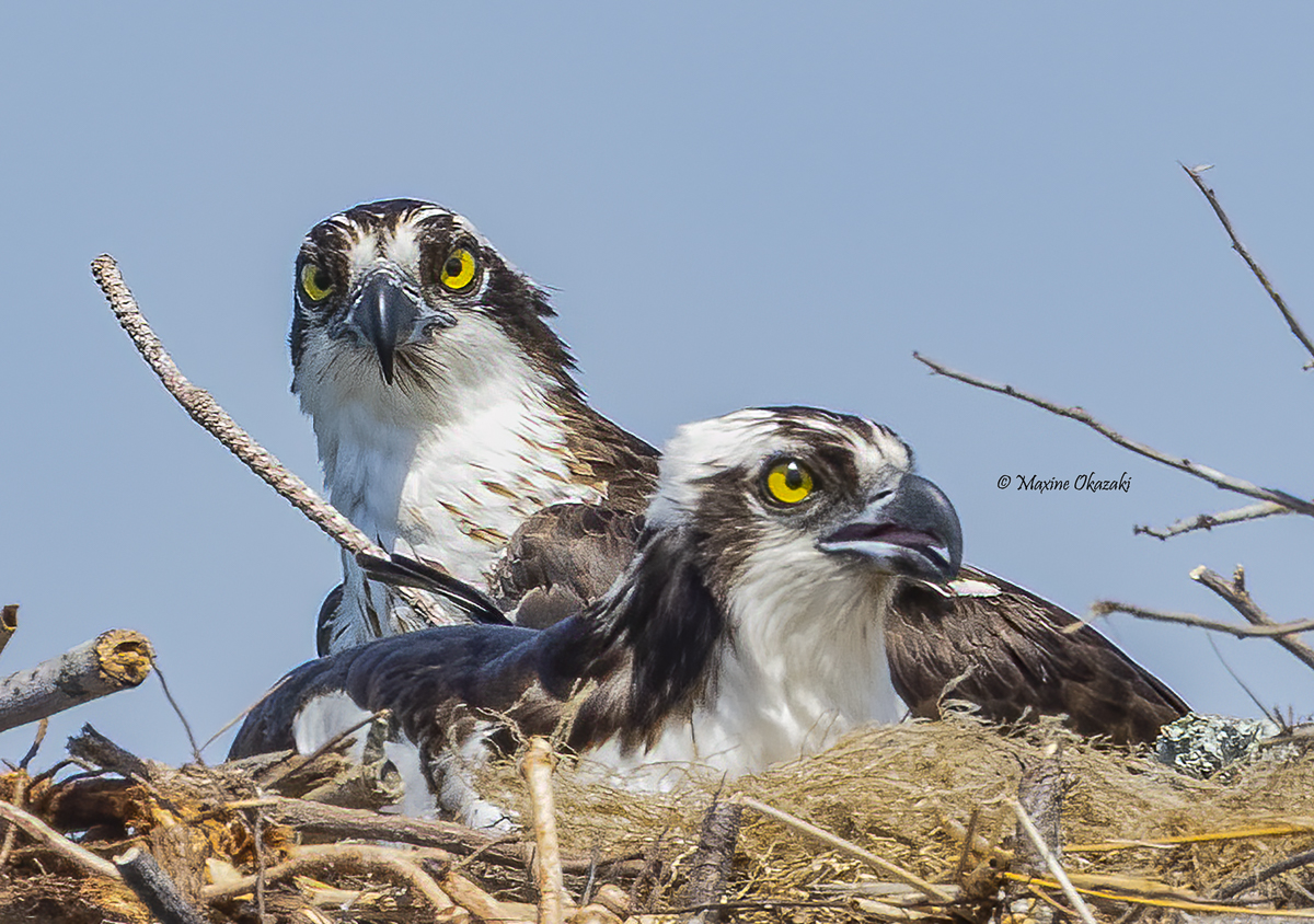 Osprey couple on nest, Duck, NC