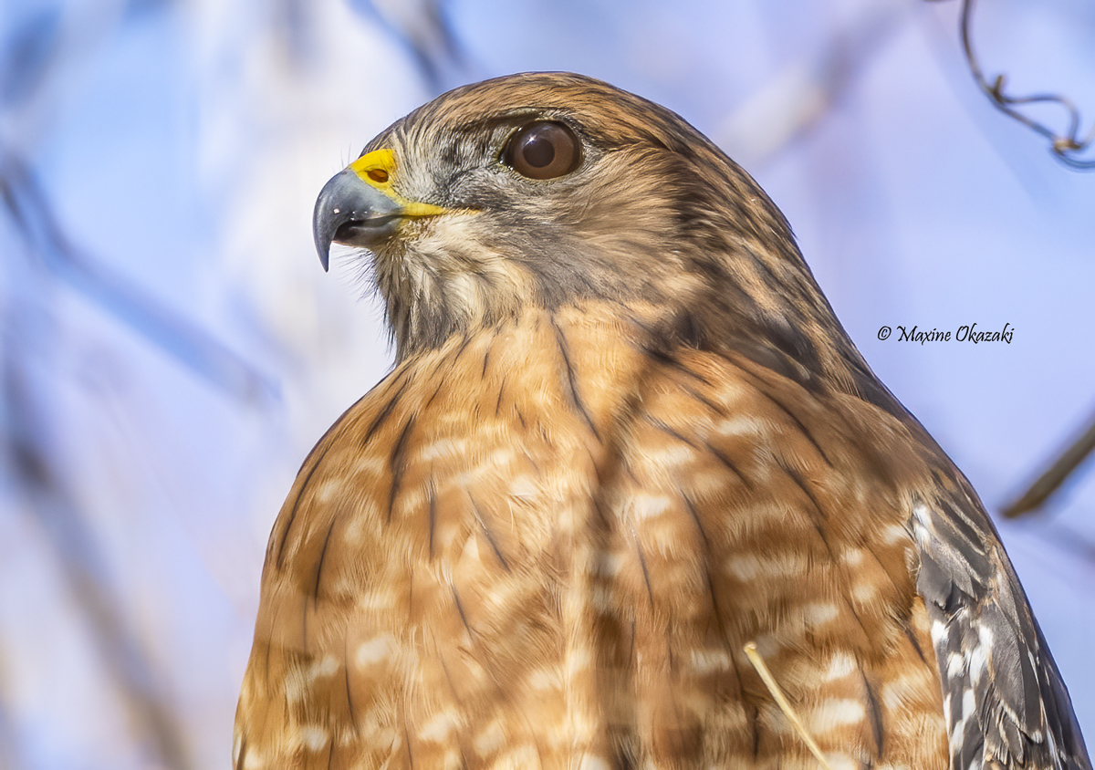 Red-shouldered hawk, Durham County, NC