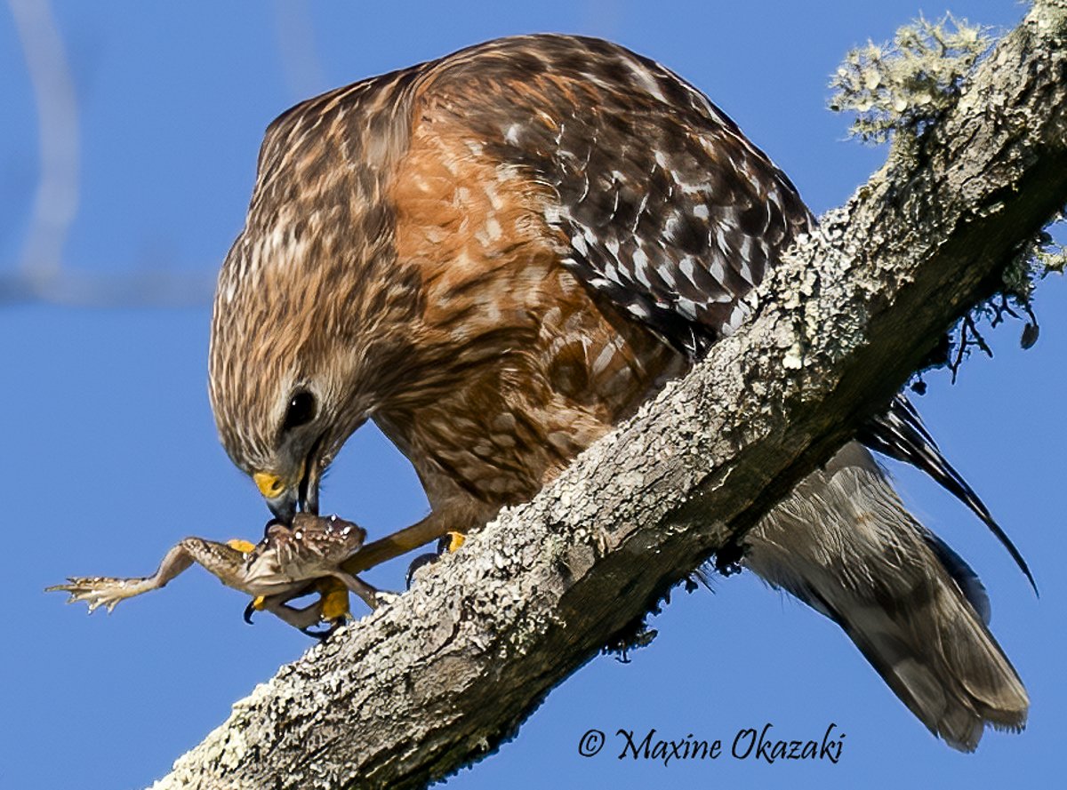 Red-shouldered hawk with frog, Durham County, NC