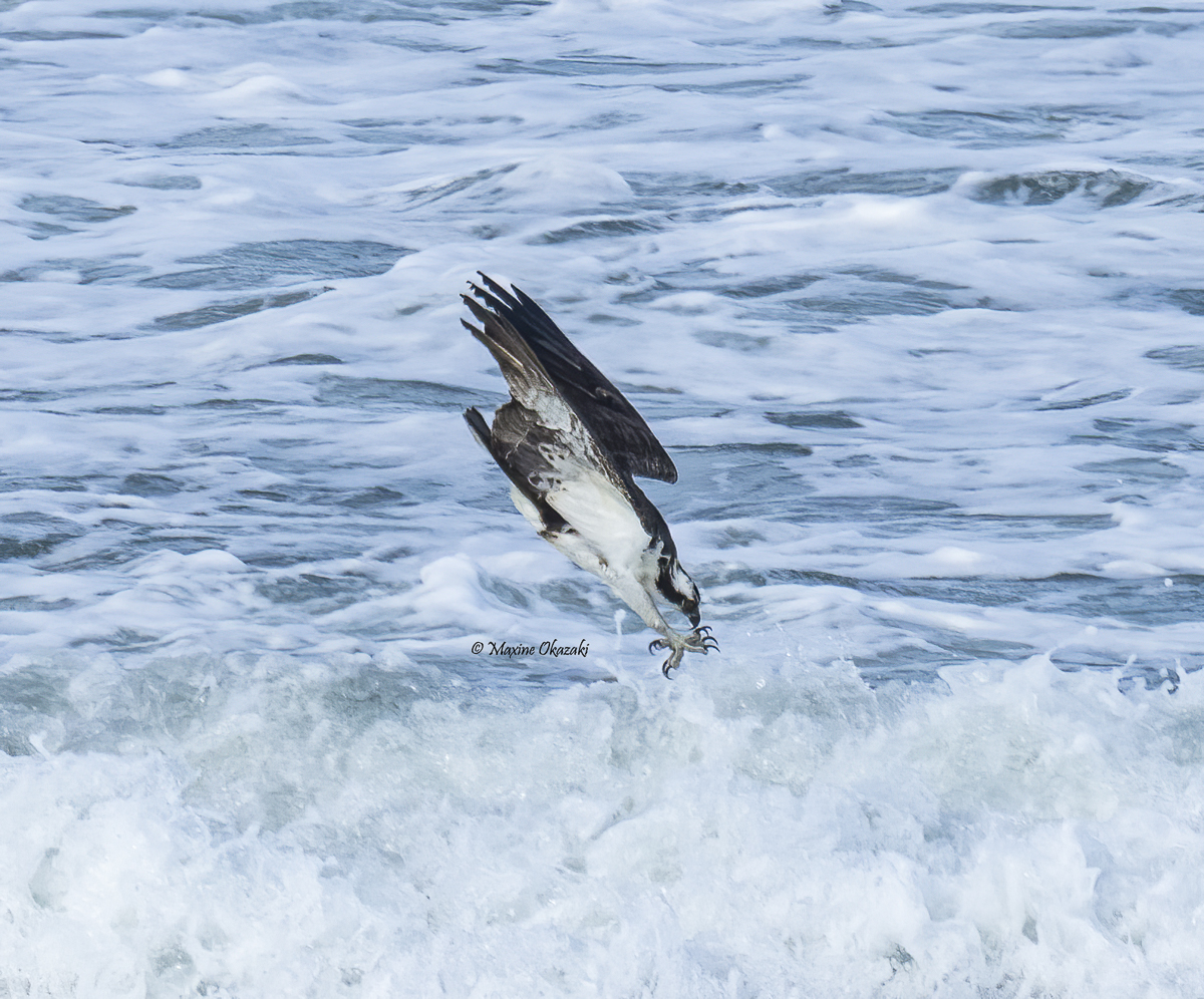 Osprey diving into the suds, Duck, NC