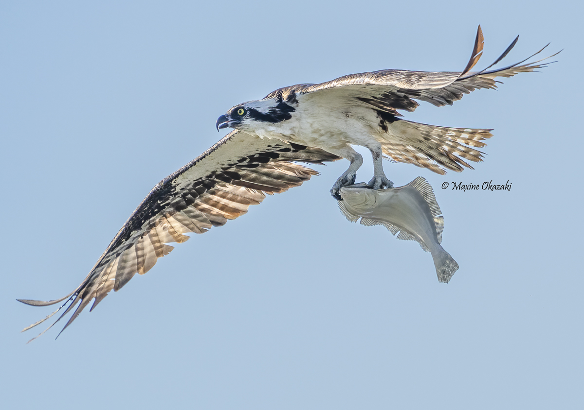 Osprey with flounder, Duck, NC