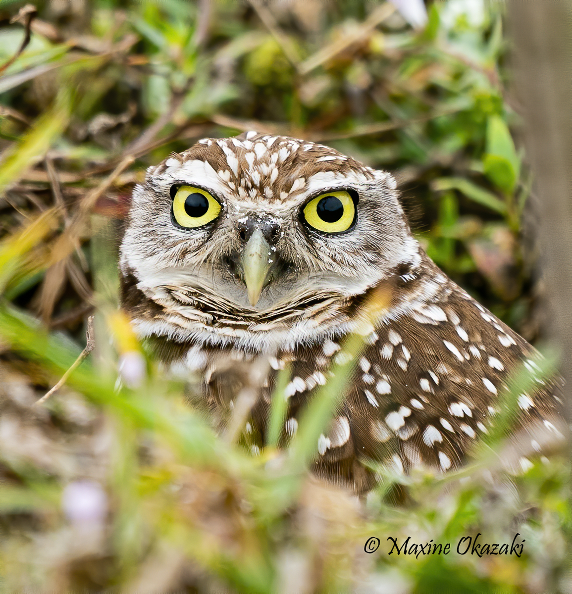 Burrowing owl, Cape Coral, FL