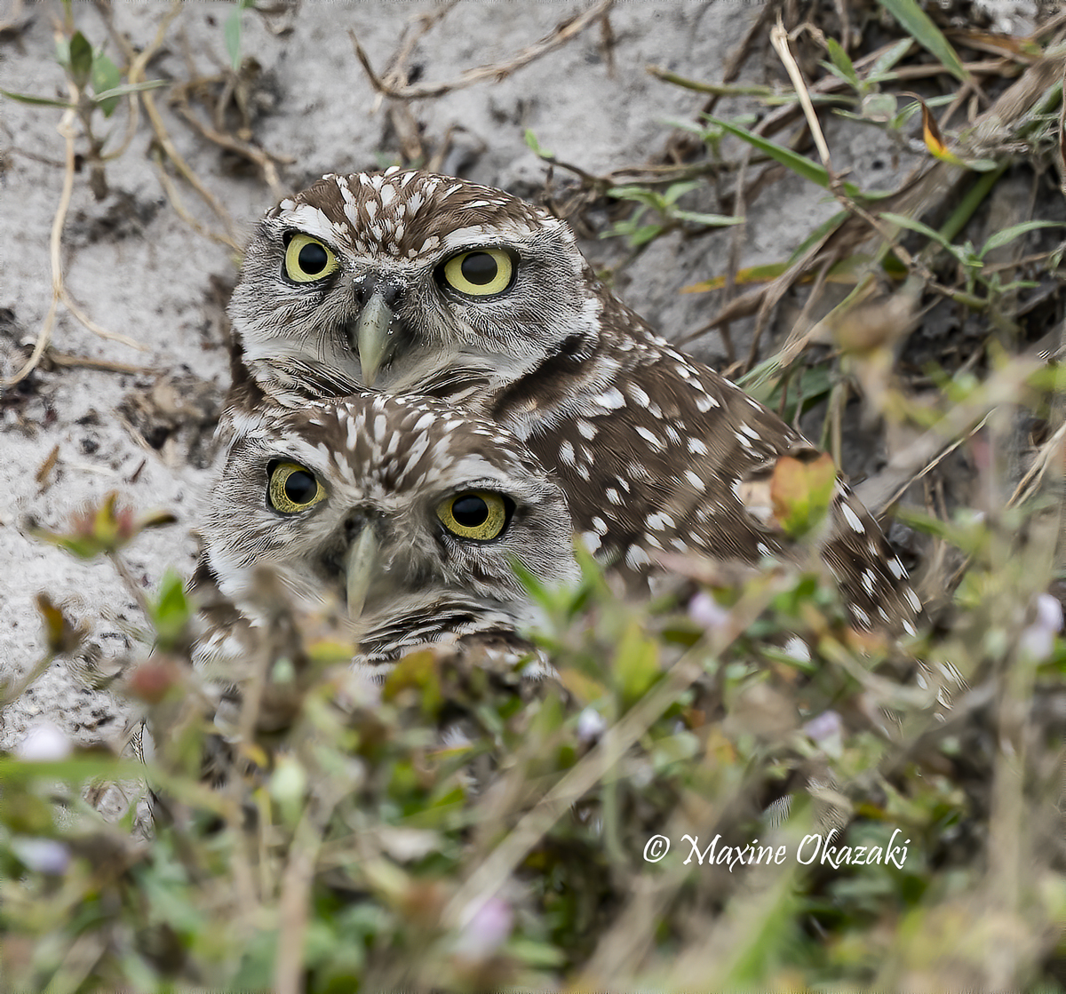 Burrowing owls, Cape Coral, FL