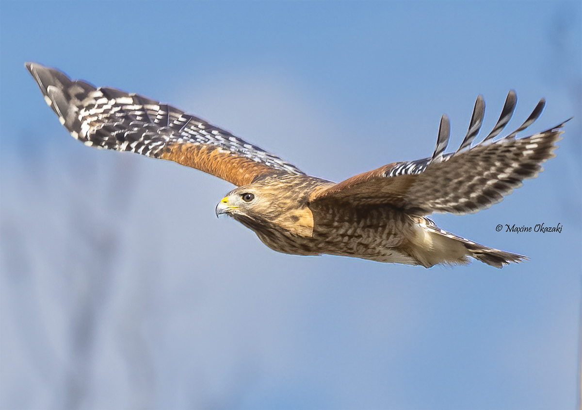 Red-shouldered hawk, Wake County, NC