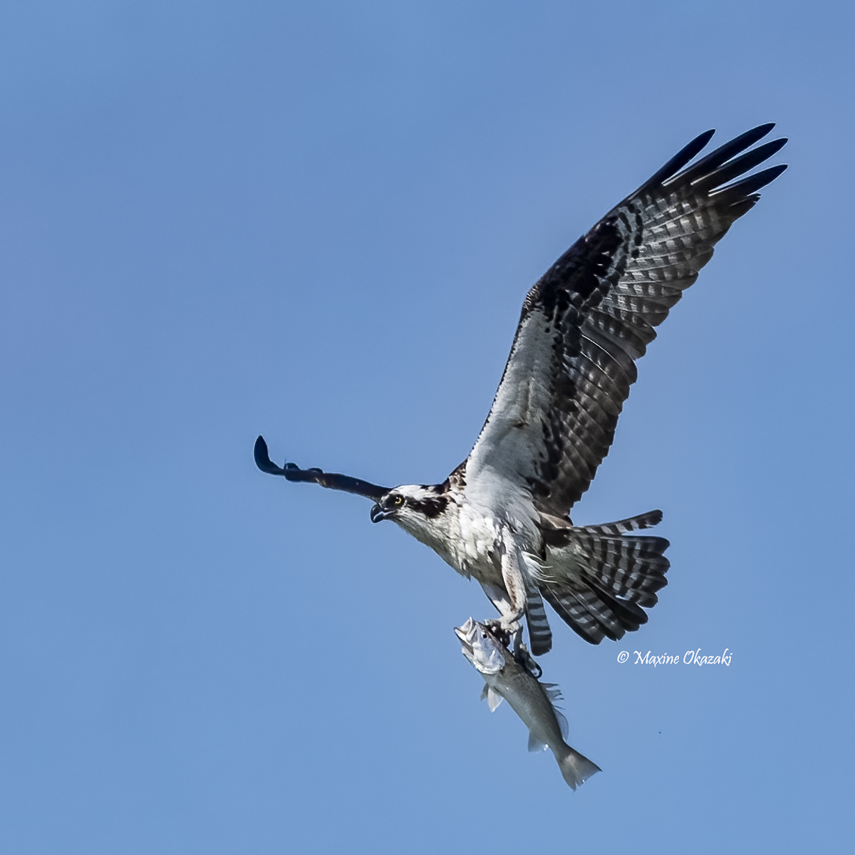 Osprey with fish, Outer Banks, NC