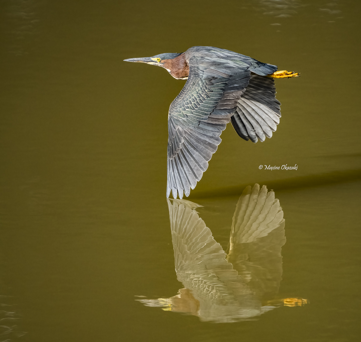 Touching his reflection, green heron, Durham County, NC