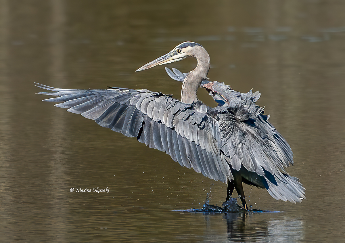 Great blue heron, Durham County, NC