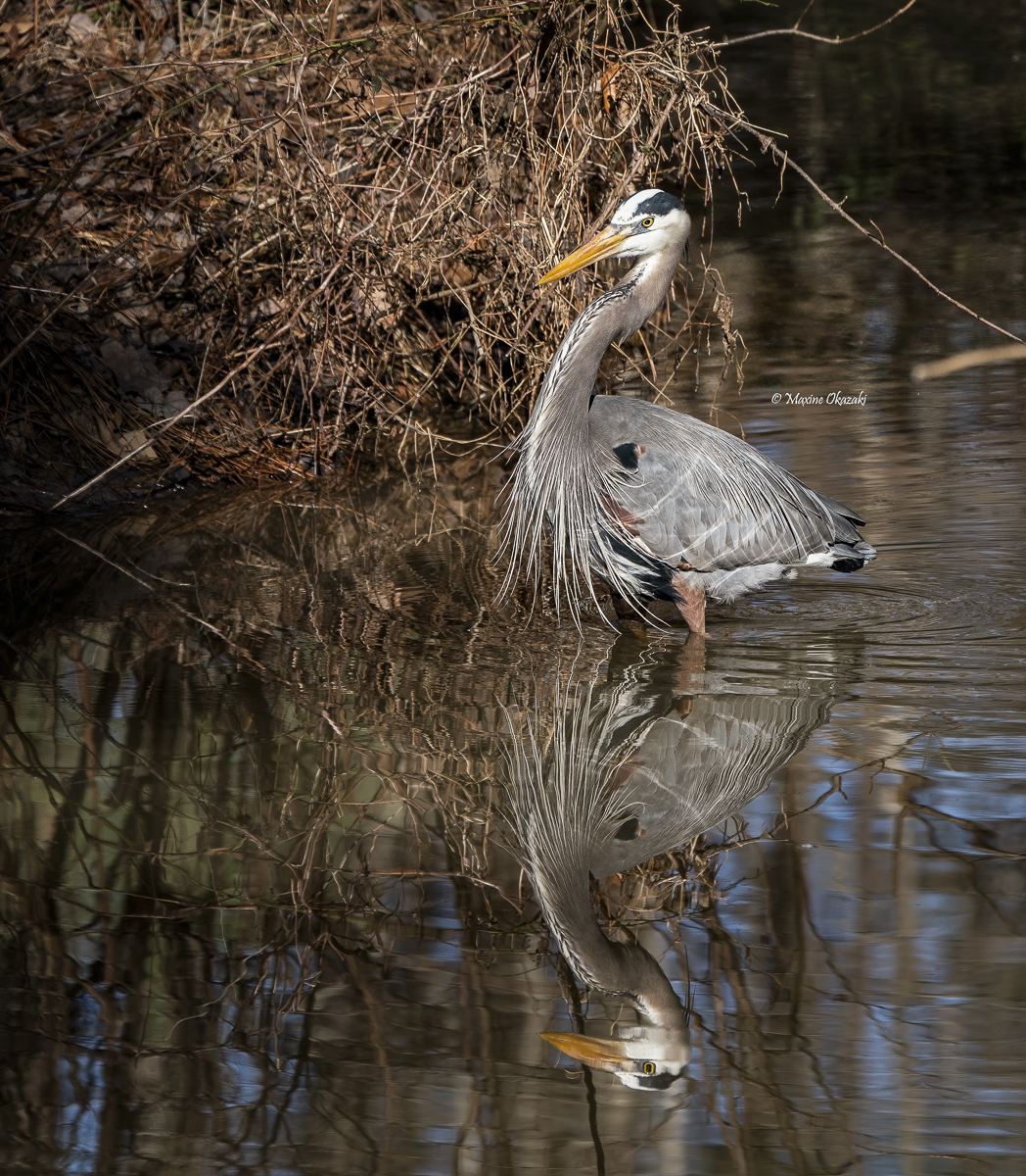 Great blue heron and reflection, Apex, NC