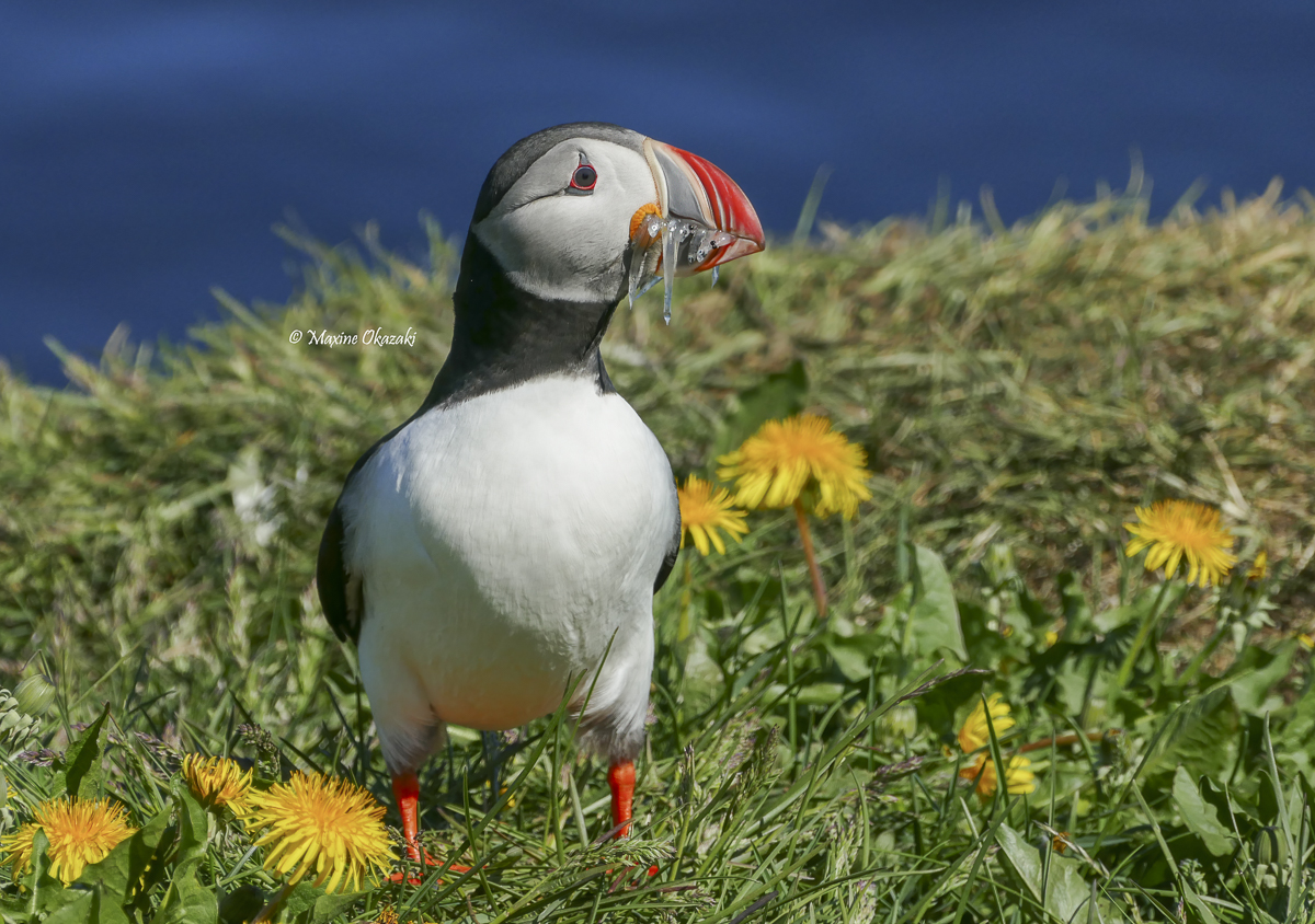 Atlantic puffin, Borgarfjörður eystri, Iceland