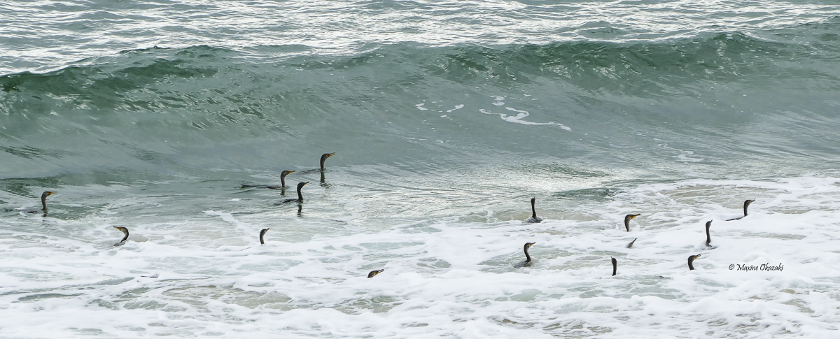 Double-crested cormorants in surf, Duck NC