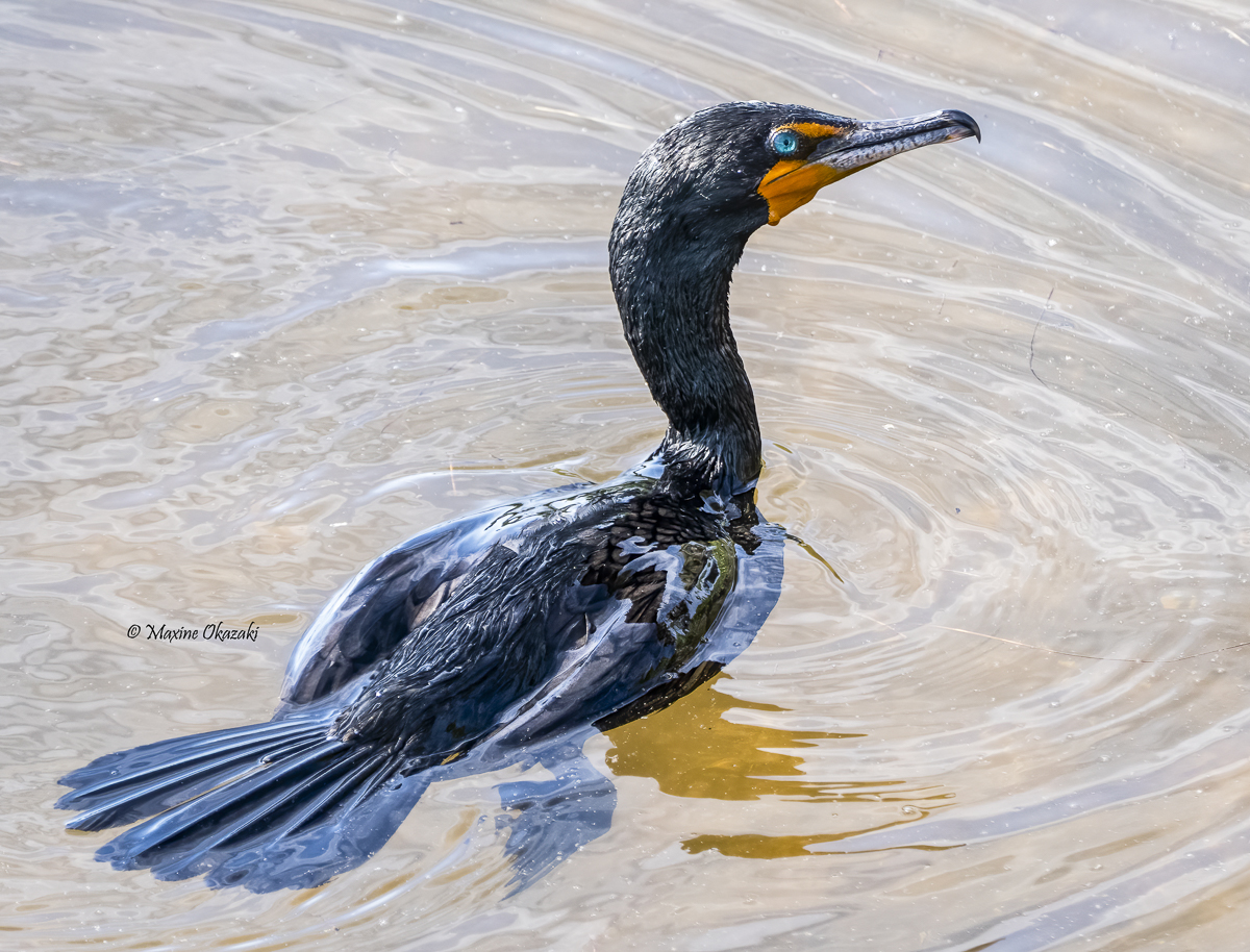 Double-crested cormorant, Sanibel Island, FL