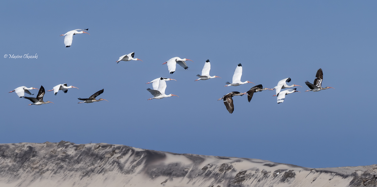 Adult and juvenile white ibis, Pea Island NWR, NC