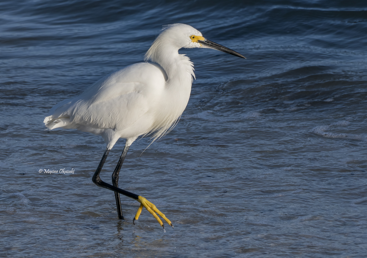 Snowy egret, Sanibel Island, FL