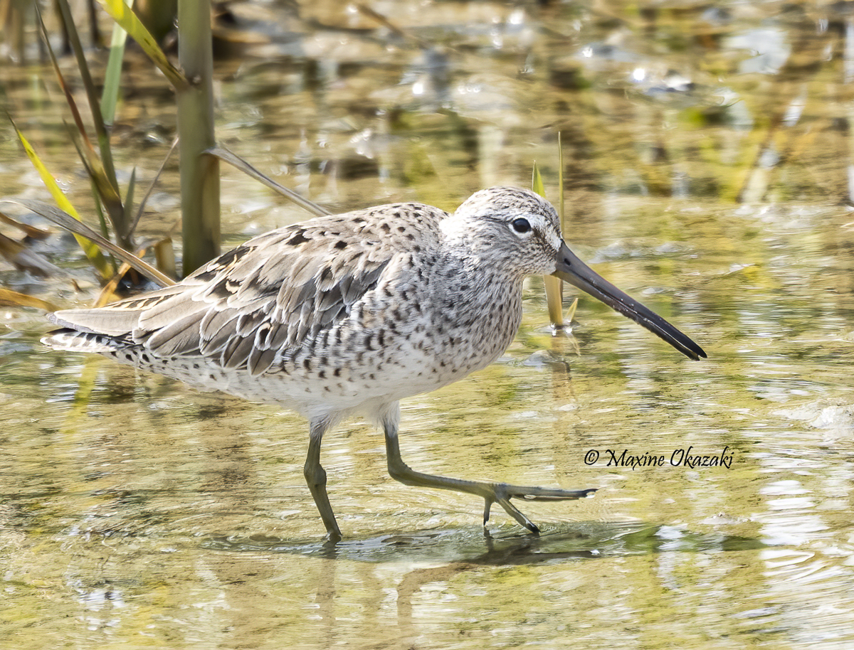 Short-billed dowitcher, Duck, NC