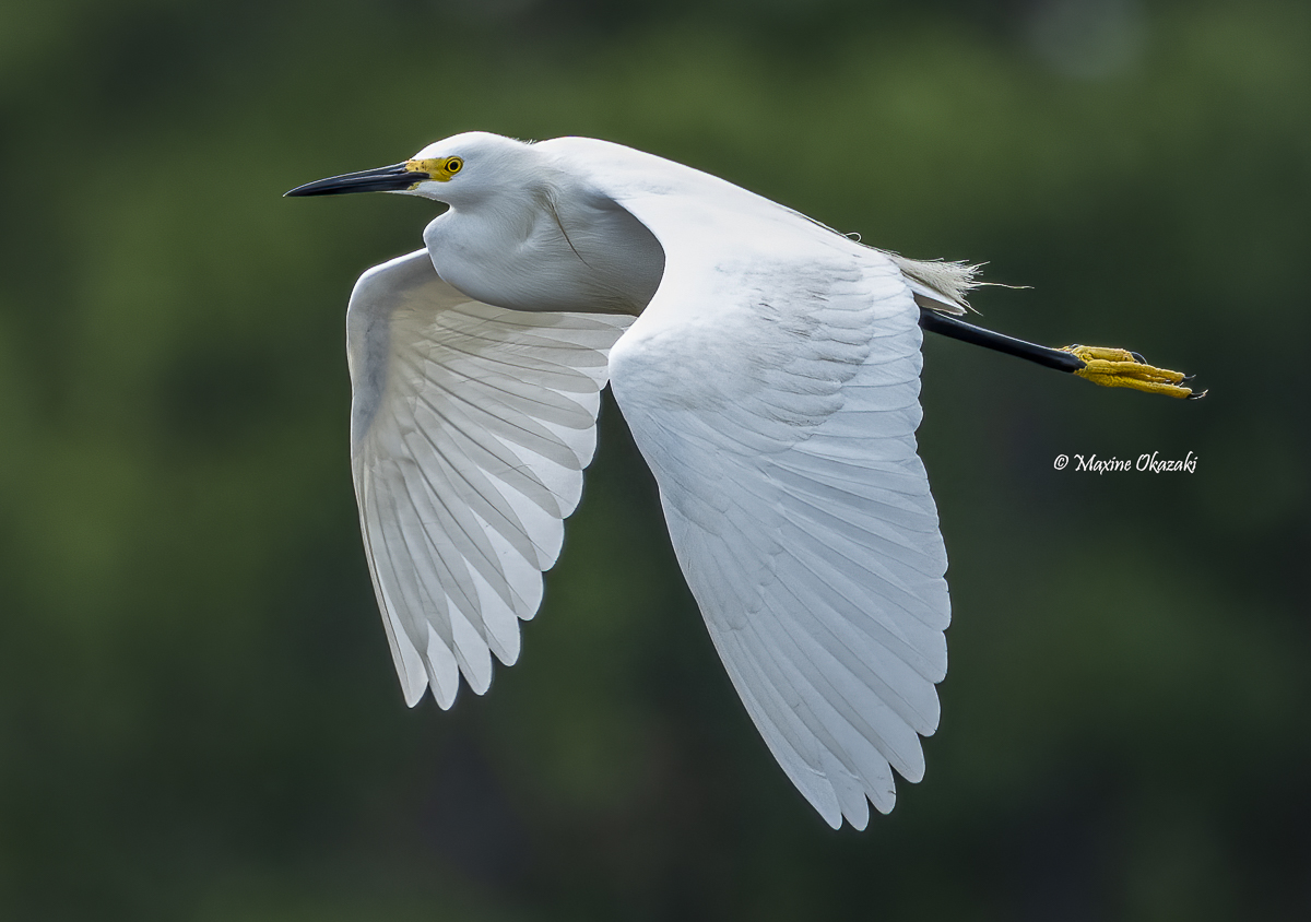 Snowy egret, Outer Banks, NC