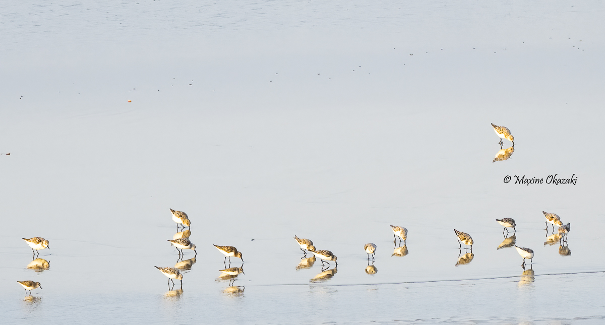 Sanderlings and reflections, Duck, NC