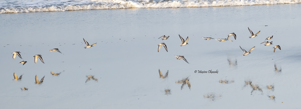 Sanderlings and reflections, Duck, NC