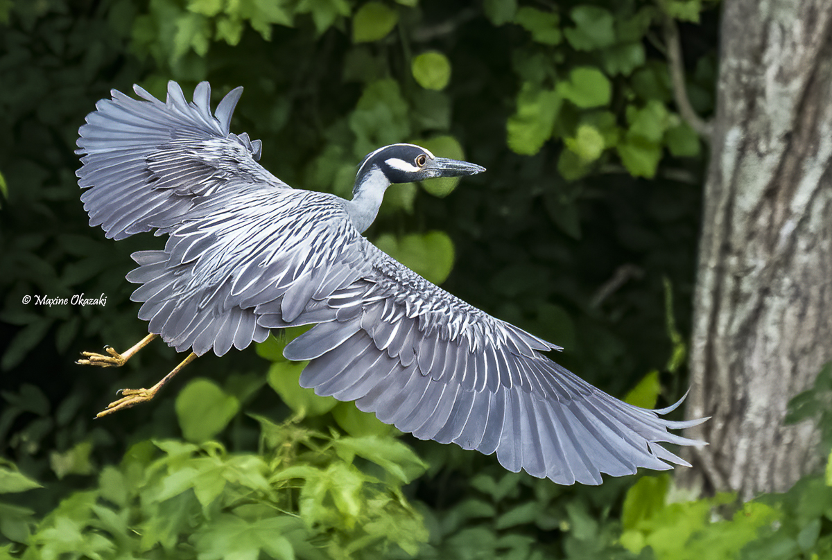 Yellow-crowned night-heron, Durham County, NC