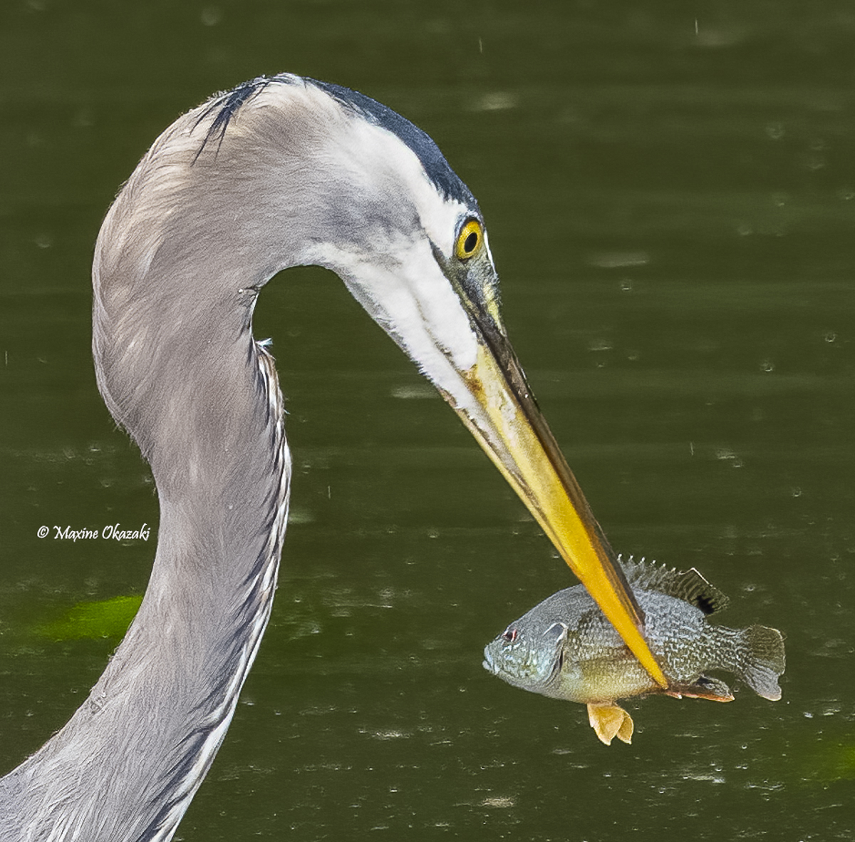 Great blue heron with fish, Durham County, NC