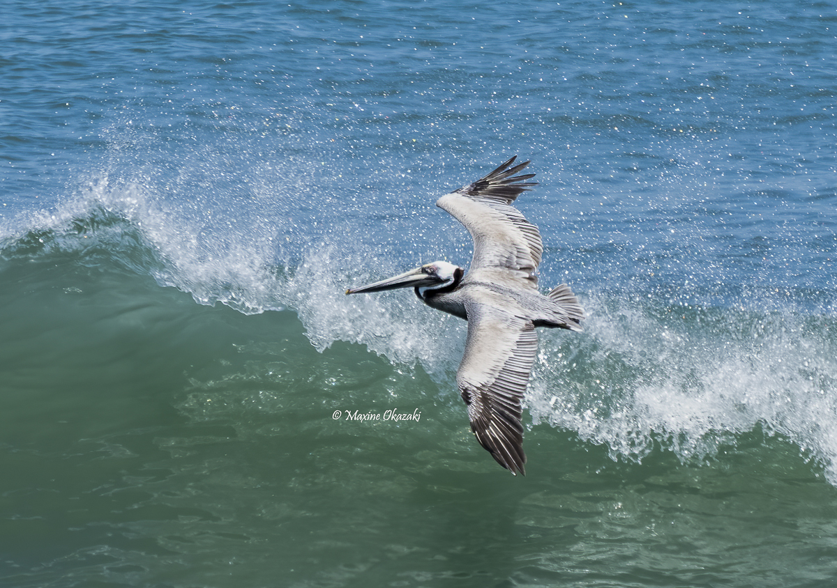 Brown pelican, Duck, NC