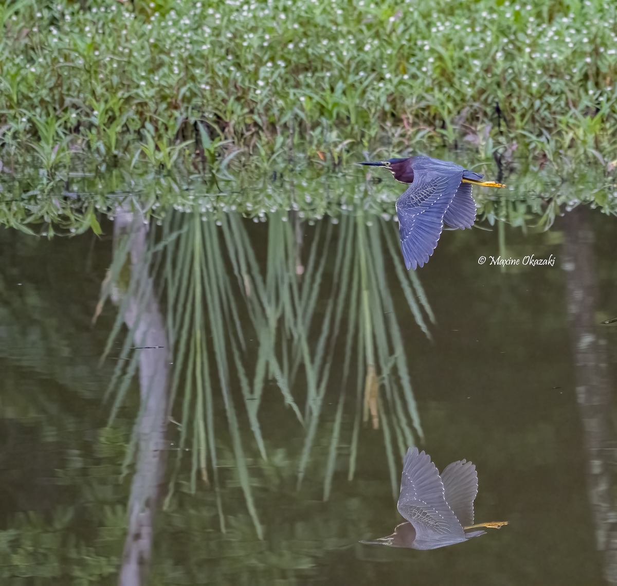 Green heron and reflection, Durham County, NC