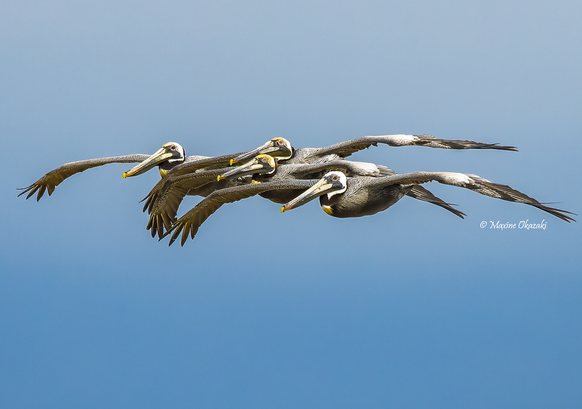 Brown pelicans, Duck, NC