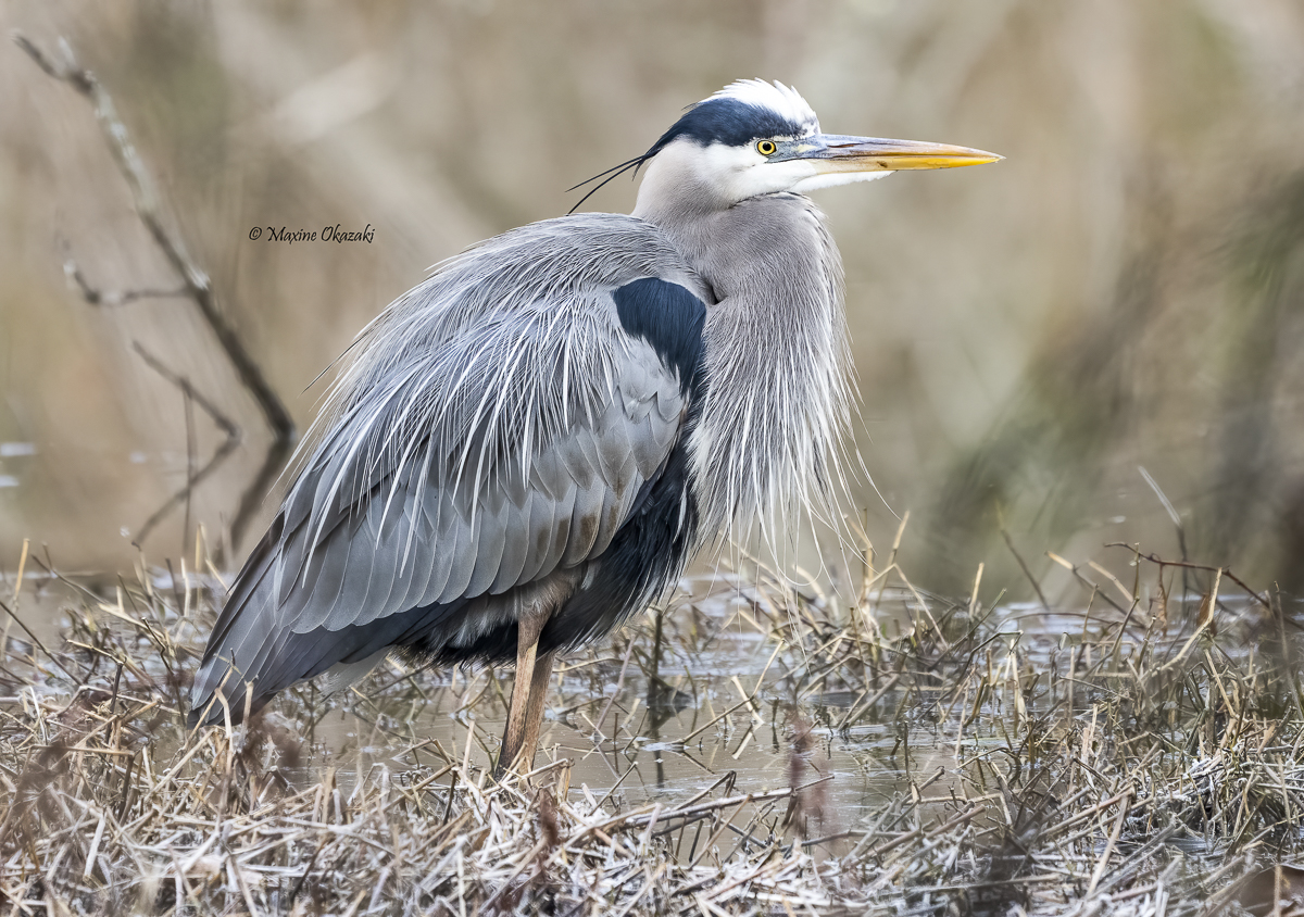 Great blue heron with breeding plumage, Durham County, NC