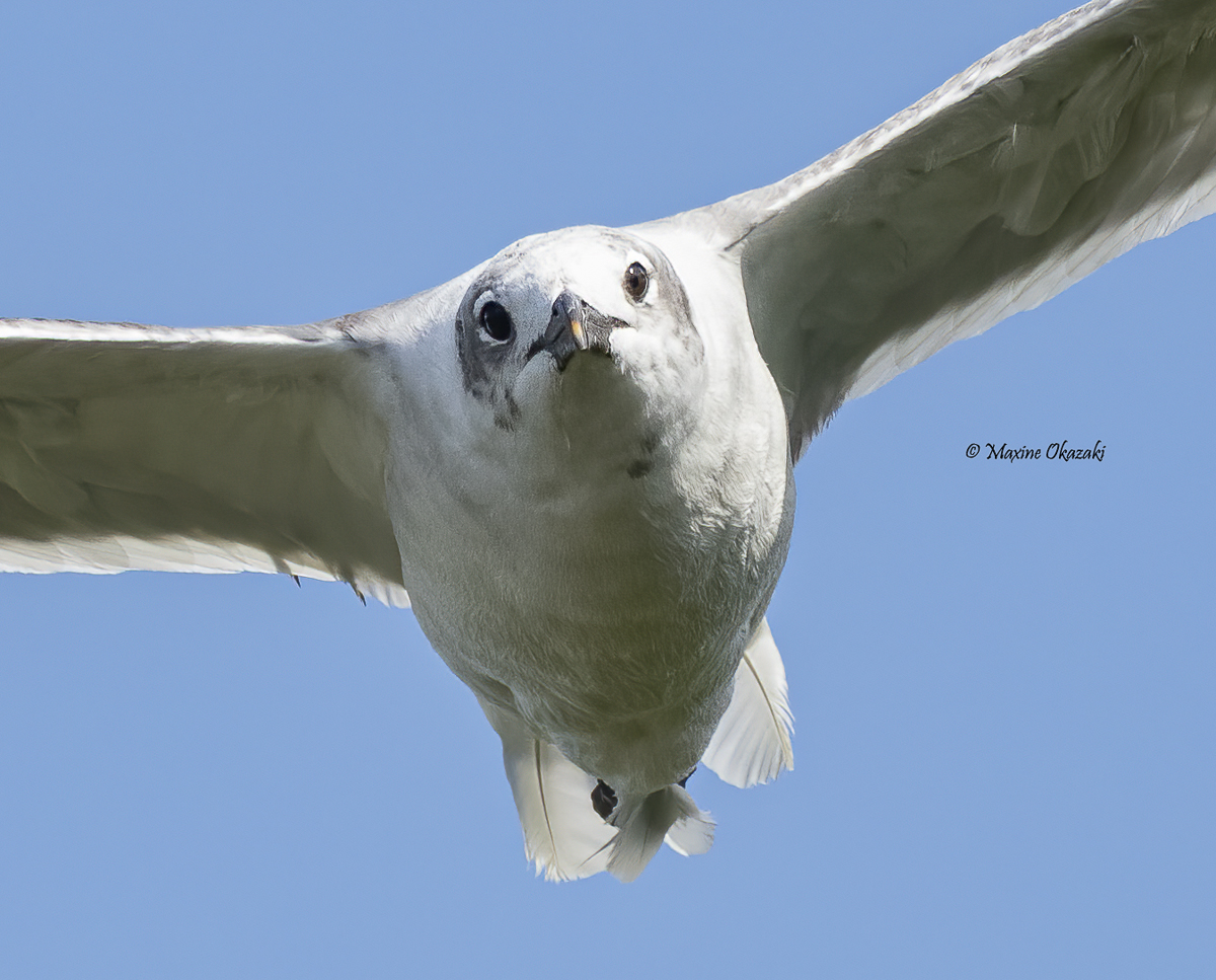 Laughing gull, Duck, NC