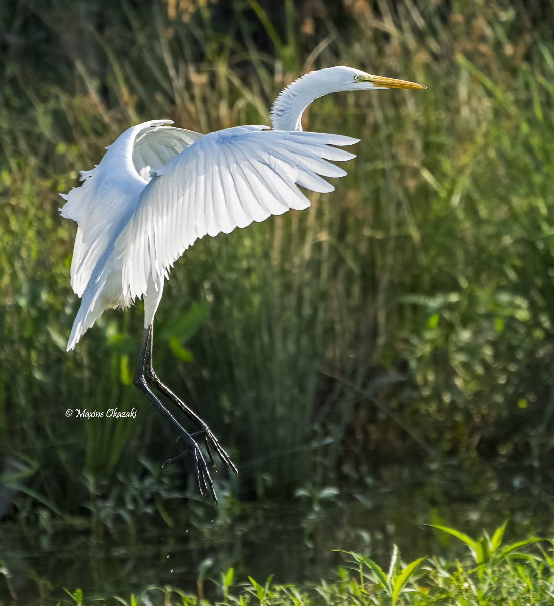 Great egret, Durham County, NC