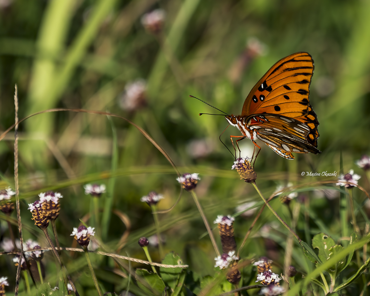 Gulf fritillary butterfly,  Sullivan's Island, SC