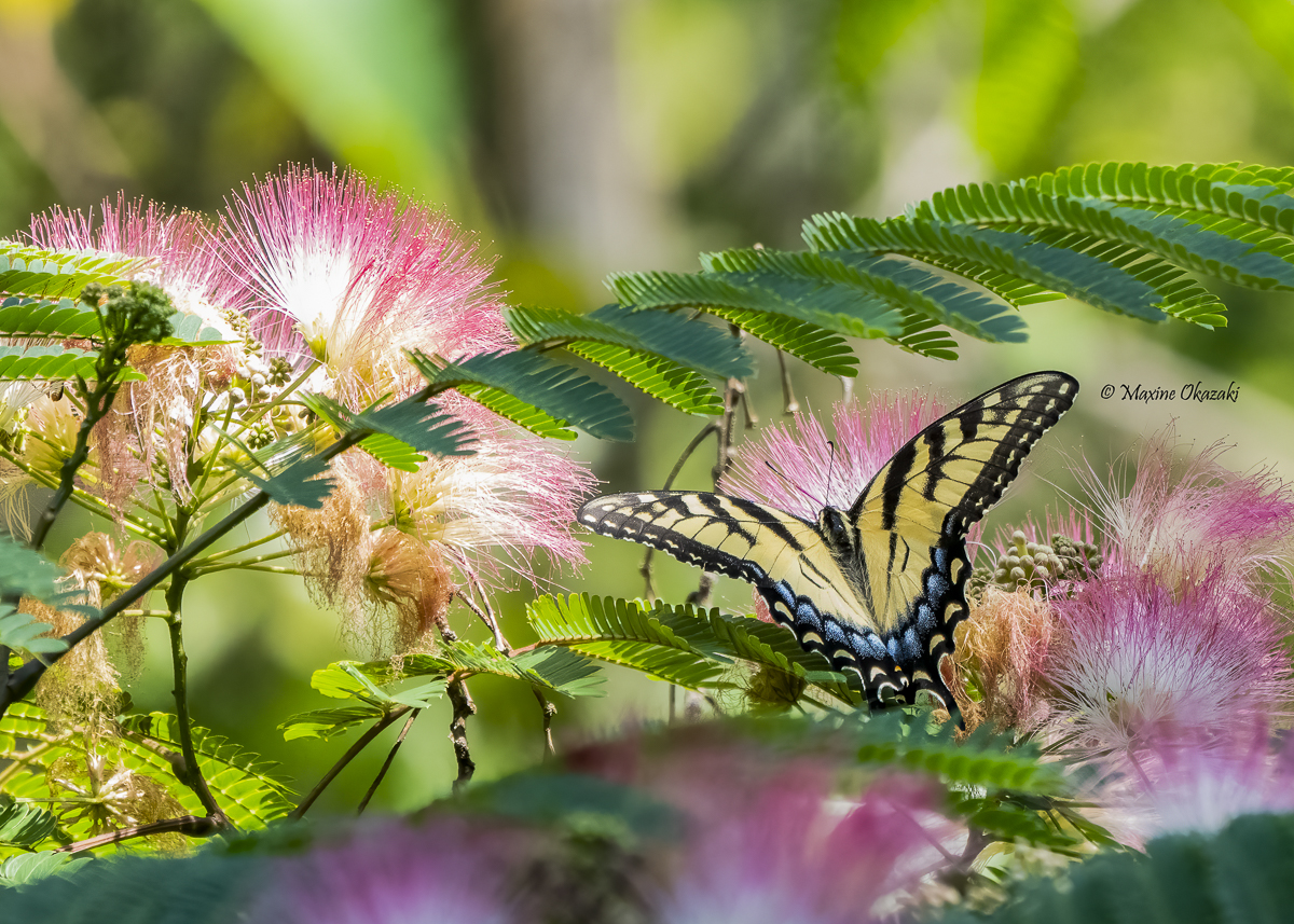 Eastern tiger swallowtail on mimosa, Durham, NC