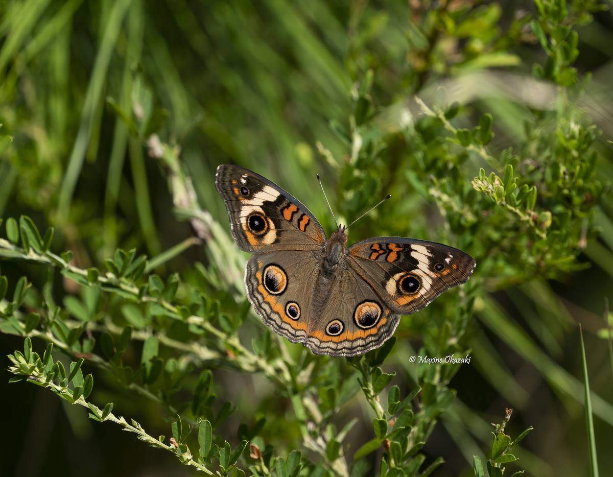 Common buckeye butterfly on leaves, Orange County, NC