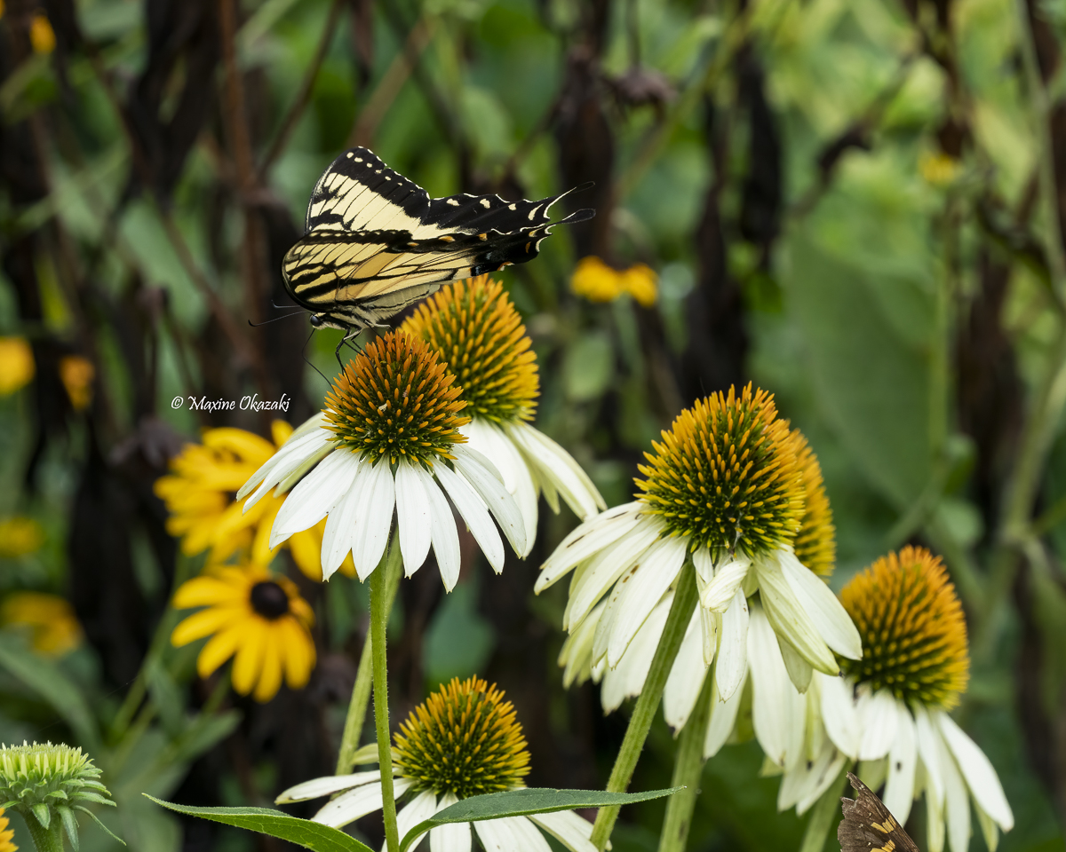 Eastern tiger swallowtail on white coneflower, Durham County, NC