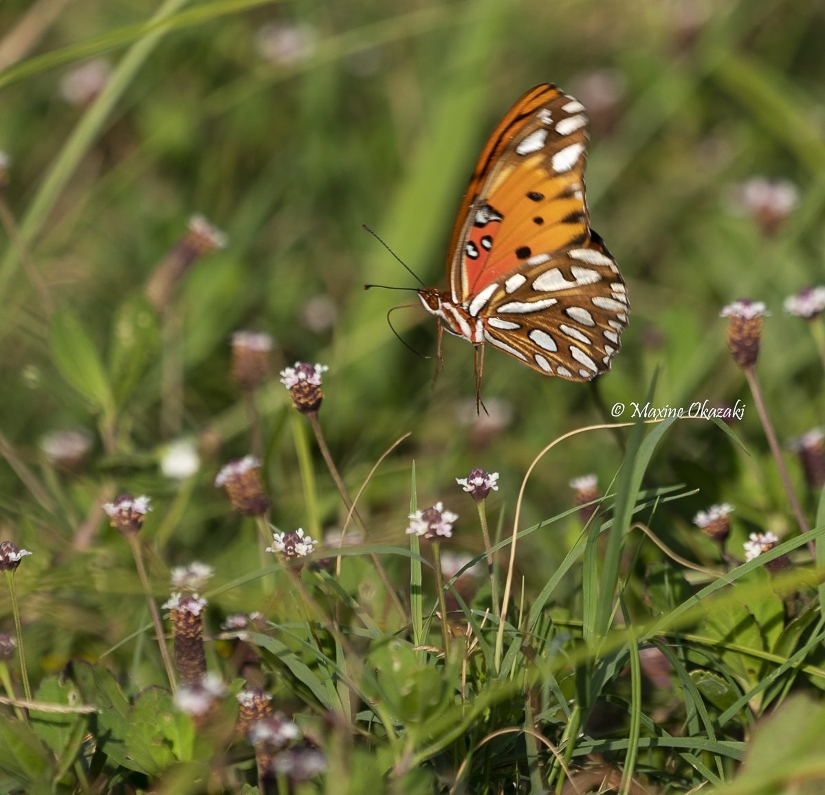 Gulf fritillary butterfly,  Sullivan's Island, SC