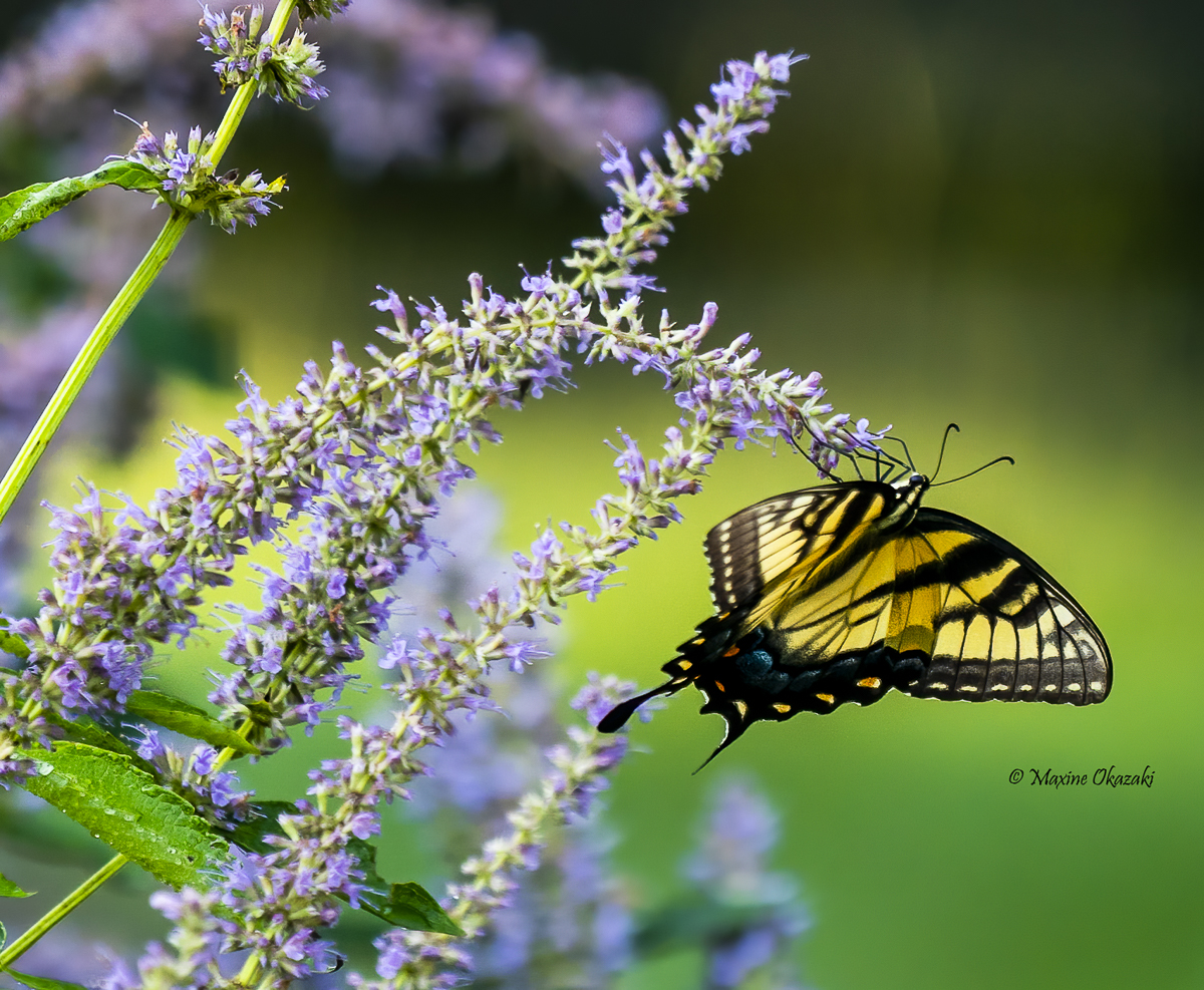 Eastern tiger swallowtail butterfly on anise
hyssop, Durham County, NC