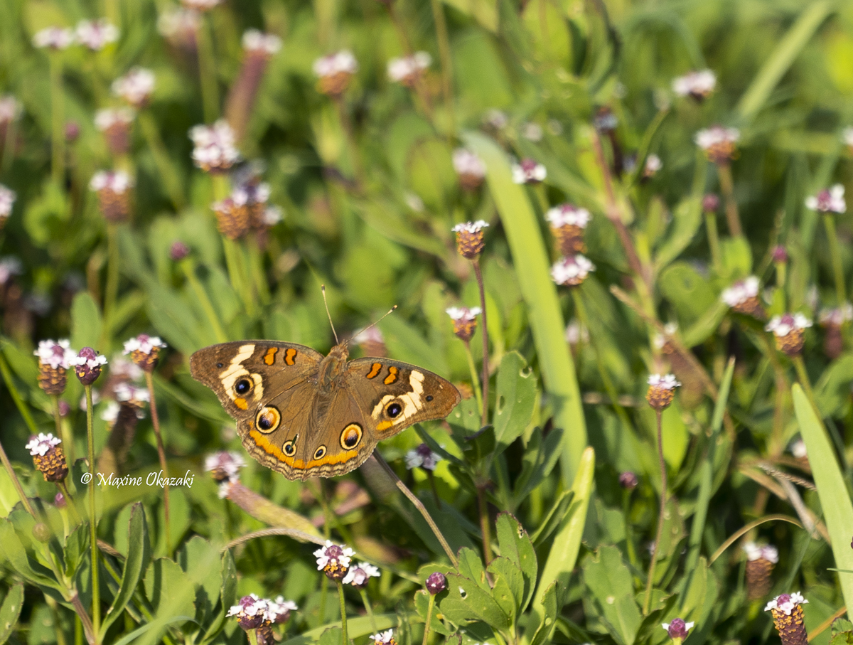 Common buckeye butterfly, Sullivan's Island, SC