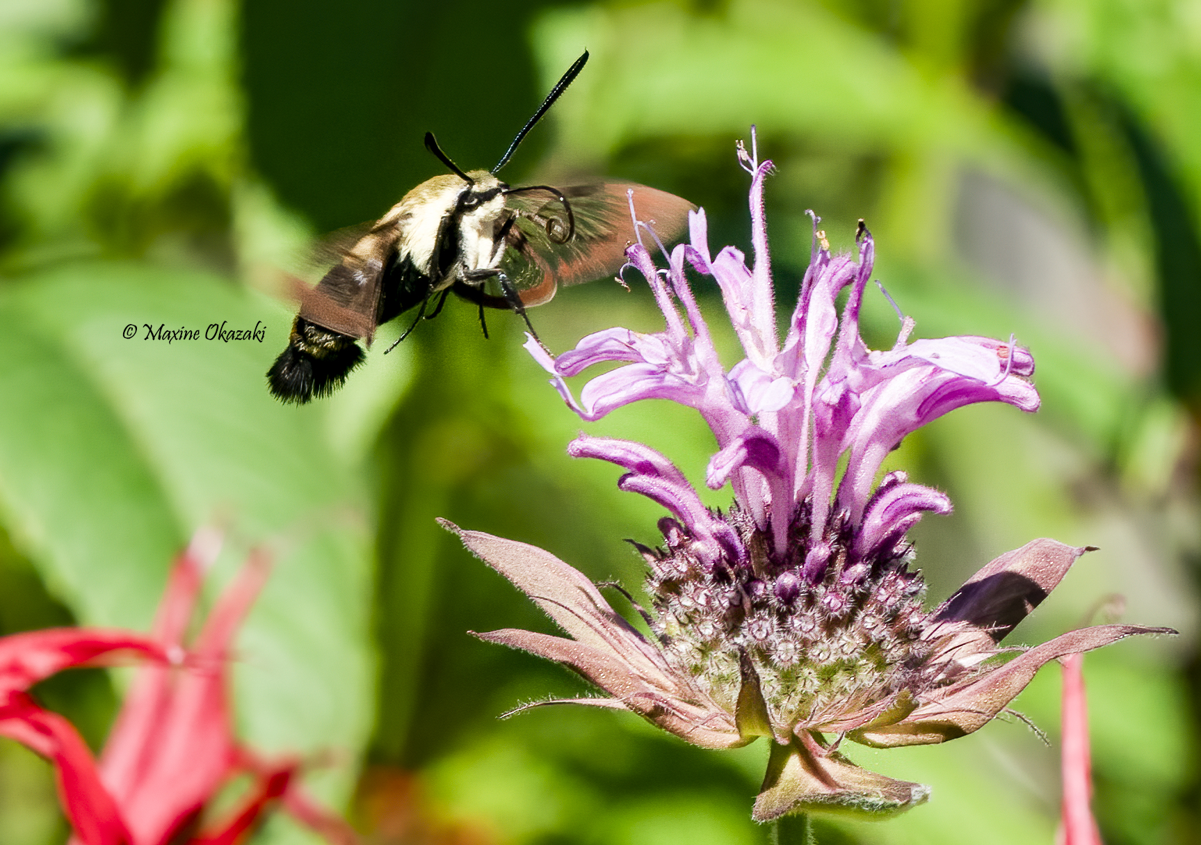 Hummingbird moth and bee balm, Durham County, NC