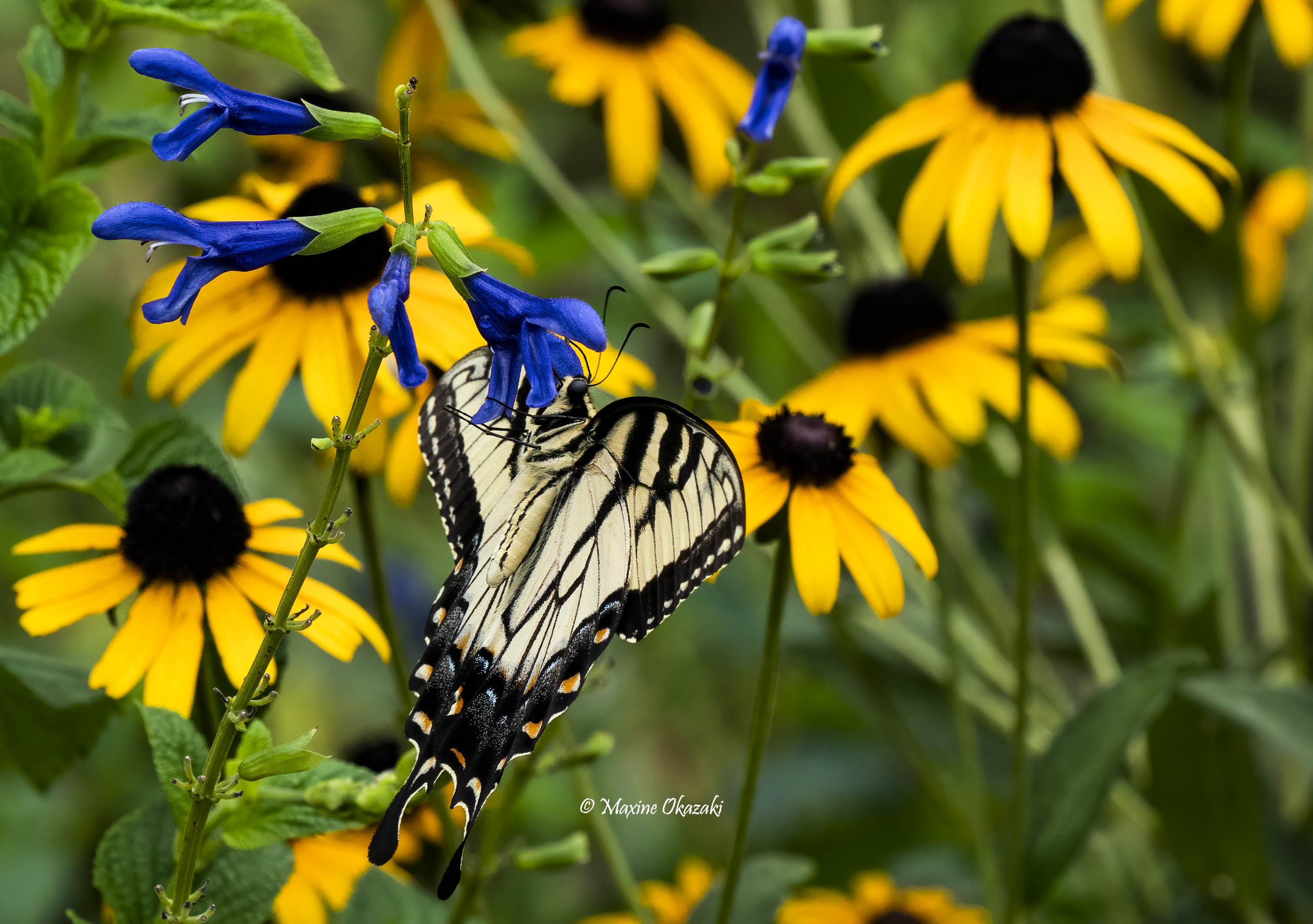 Eastern tiger swallowtail butterfly on blue Brazilian sage with black-eyed Susans, Durham, NC