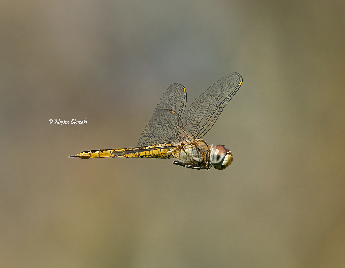 Dragonfly, Orange County, NC