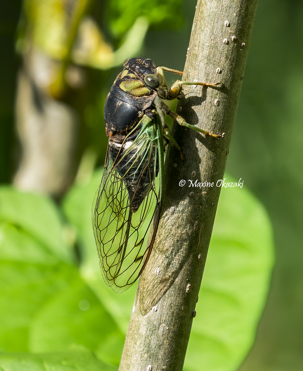 Cicada, Durham County, NC