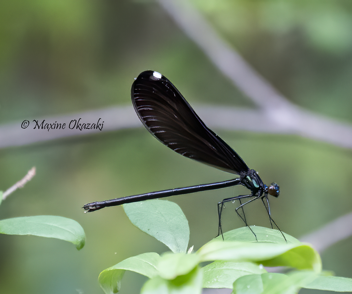 Female black-winged damselfly, Durham County, NC