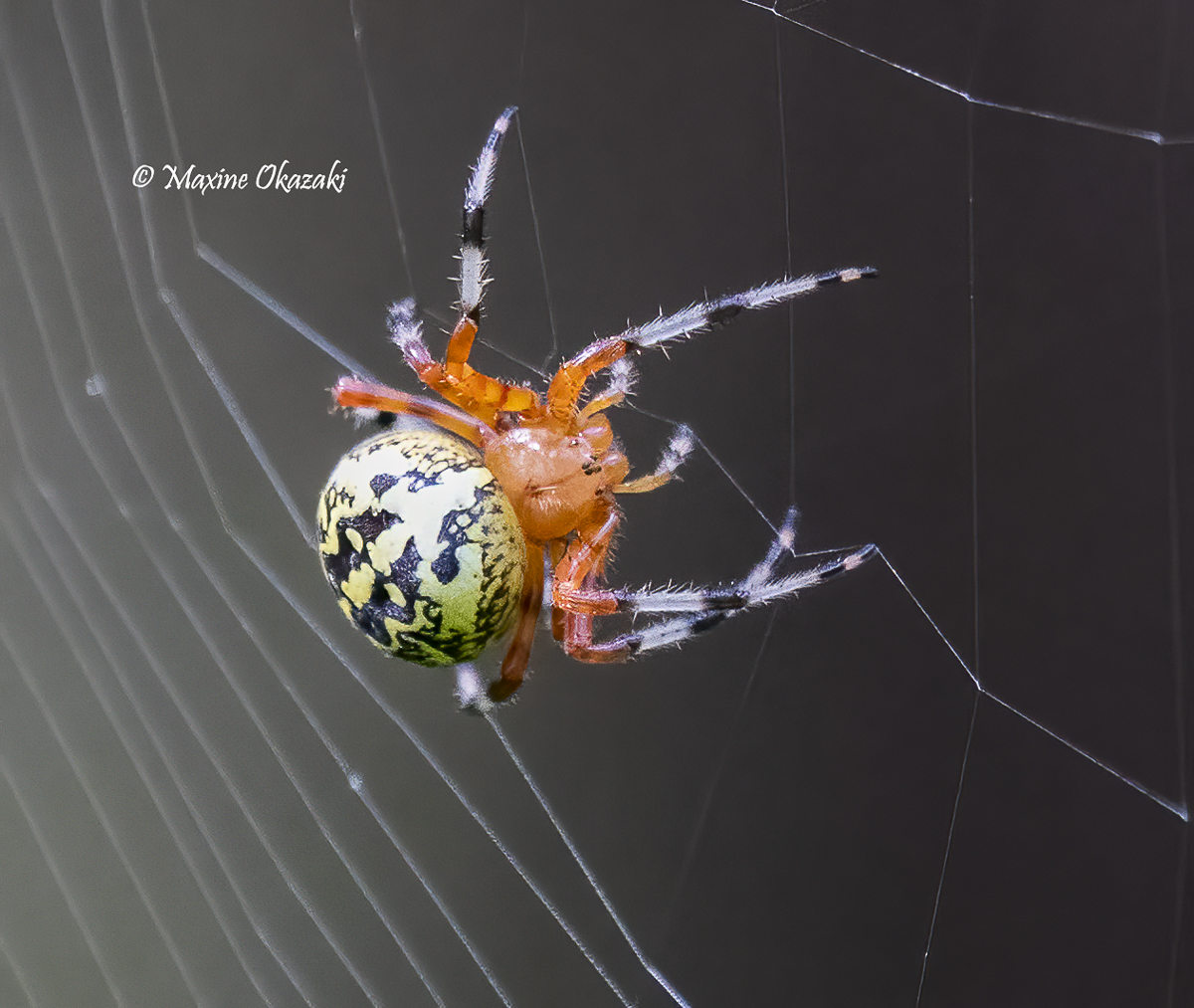 Marbled orb-weaver spider, Orange County, NC