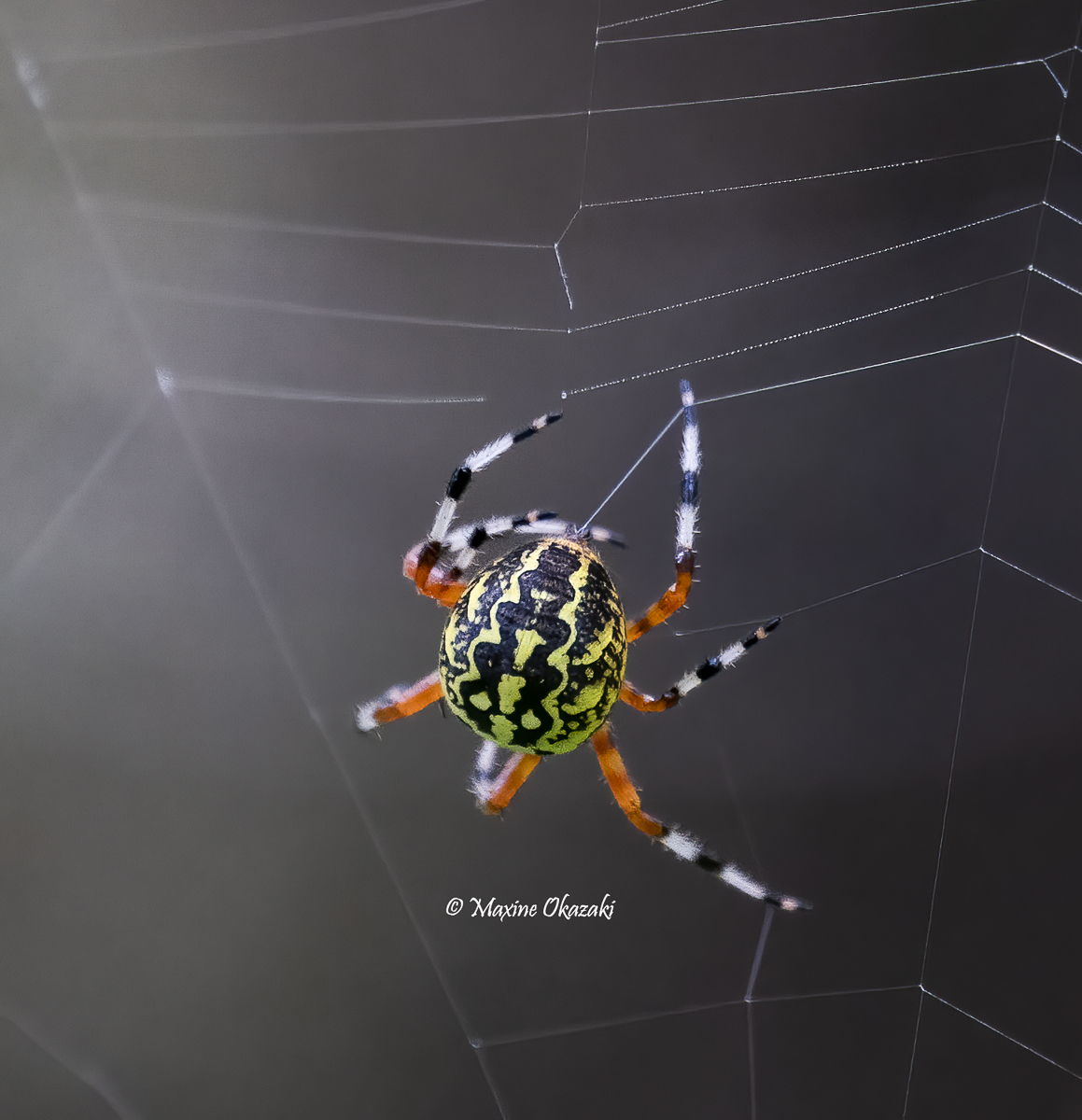 Marbled orb-weaver spider, Orange County, NC