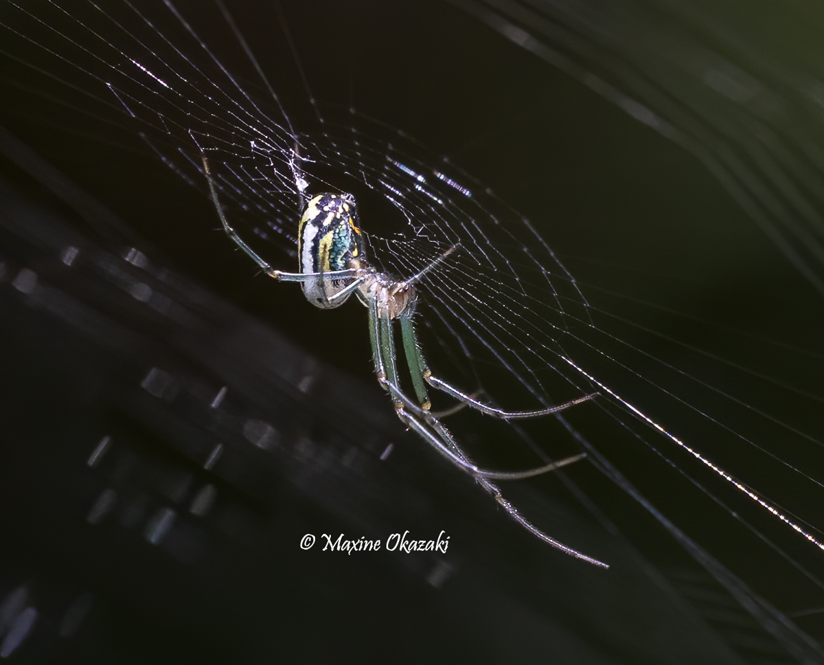 Orchard spider, Orange County, NC