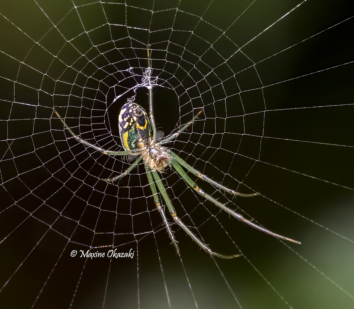 Orchard spider, Orange County, NC